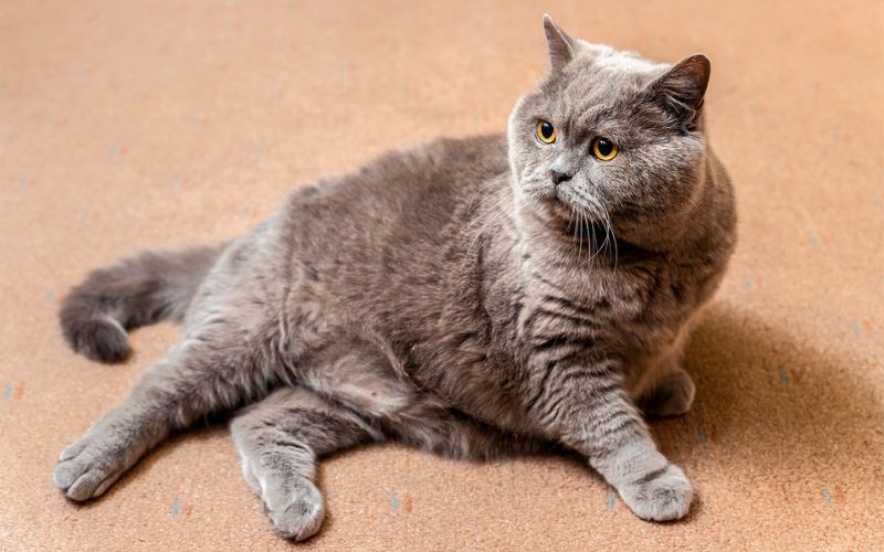 Gewichtsbeheer voor Huisdieren - Hoe je je Huisdier kunt Helpen Die Extra Kilootjes te Verliezen